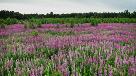 A large field of flowering willow tea tree. There are many pink and purple Stock Footage 257765679