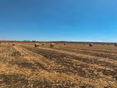 Large field full of rows with rolls of hay in autumn Stock Photos