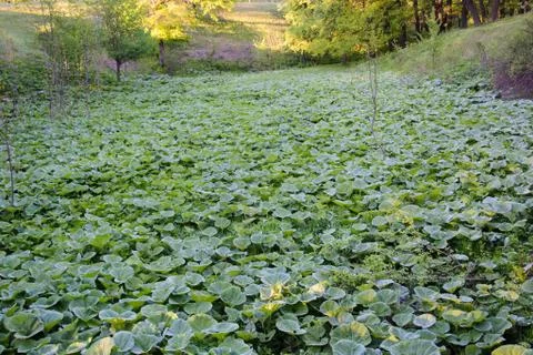 A large field of green burdock Stock Photos