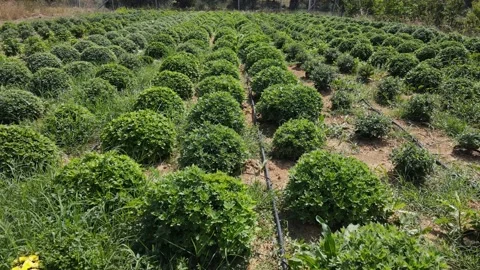 Large field with green chrysanthemums Stock Footage 165542152