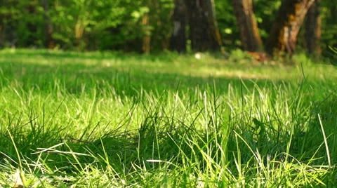 A large field of green grass Stock-Footage 57316792
