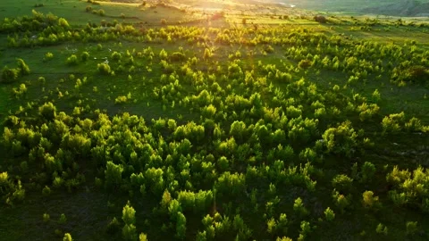 A large field of green grass with trees in the background Stock Footage 327913951