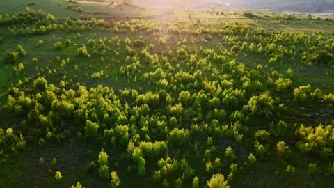 A large field of green grass with trees in the background sunset time Stock Footage 327963033