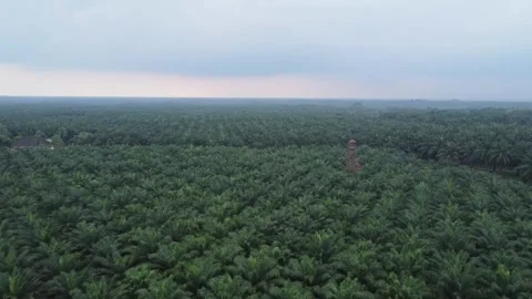 A large field of green palm trees.  Stock Footage 319387419