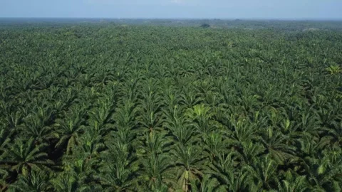 A large field of green palm trees.  Stock Footage 319387531
