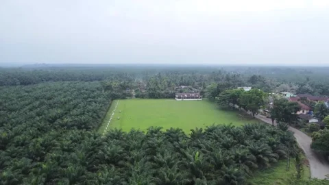 A large field of green palm trees Stock Footage 319387623