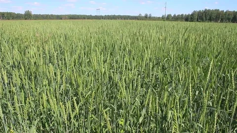 Large field with green spikelets. Stock Footage 108023730