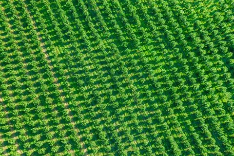 A large field with hazel bushes which are planted in straight rows. View from Stock Photos