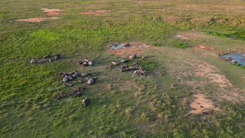 A large field with a herd of buffaloes Видео 317258512