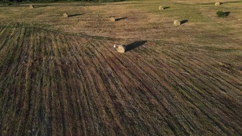 Large field with mowed haystacks Stock Footage 164964357
