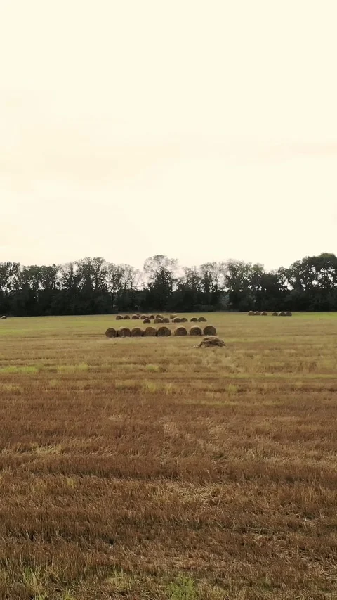 A large field of mown wheat, after harvesting. many sheaves, large bales of Stock Footage 318243449