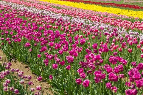 Large field of multi-colored tulip flowers Stock Photos