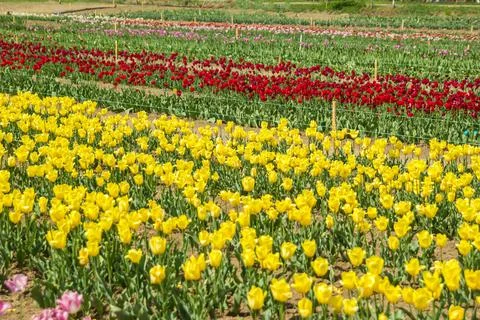 Large field of multi-colored tulip flowers Stock Photos