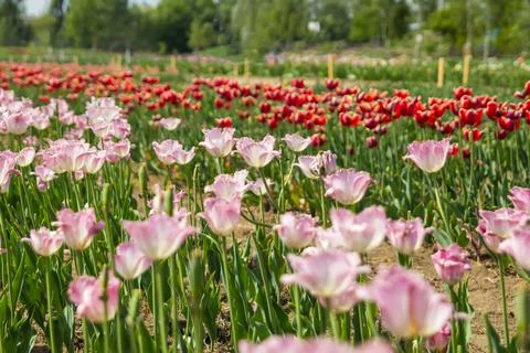 Large field of multi-colored tulip flowers Stock Photos