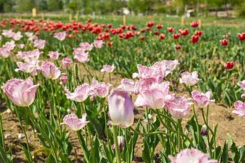 Large field of multi-colored tulip flowers Stock Photos
