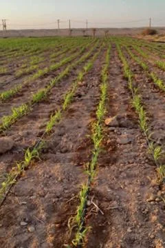 A large field with neat, long rows of very young green corn plants, Stock Photos