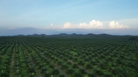 Large field of oil palm trees with mountains in the background Video stock 330760466