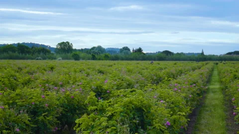 Large Field with Pink Flowers 2 Stock Footage 222070071