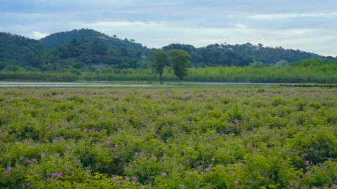 Large Field with Pink Flowers Stock Footage 222068519