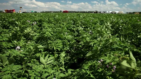 Large field of potato plants in bloom 库存影片 61482083
