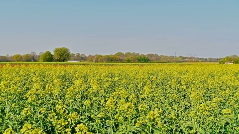 Large field of rapeseed in bloom Stock Footage 107143420