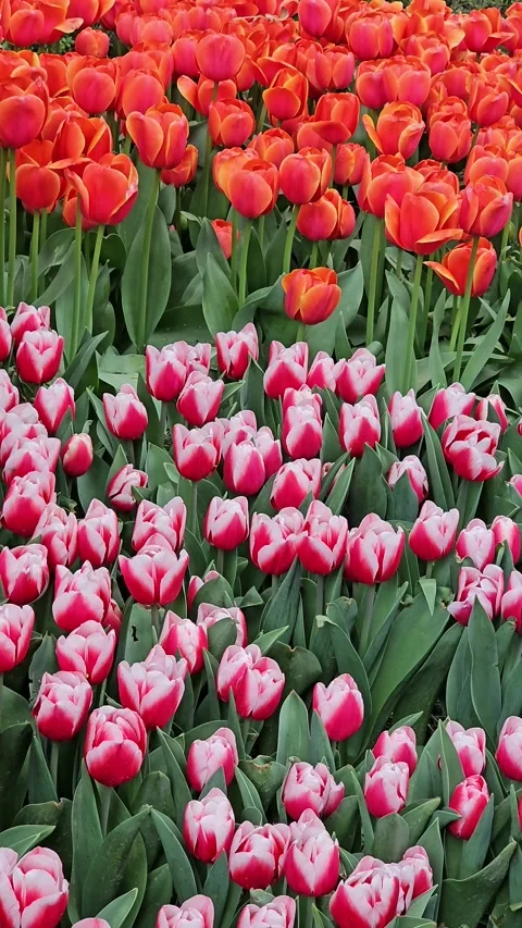 A large field of red and pink tulips in full bloom Stock Footage 272266357