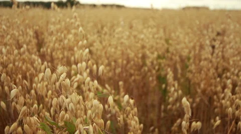 A large field of ripe rye Stock-Footage 61405062