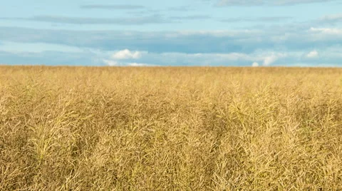 A large field of ripe wheat Stock Footage 46342112