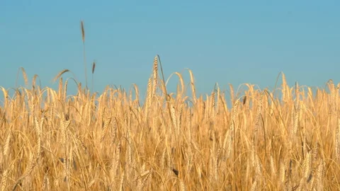A large field of ripe wheat Stock Footage 112700817