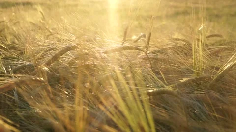 Large field of rye Stock Footage 145661045