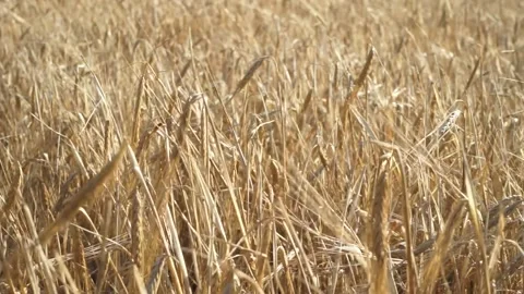 Large field of rye Stock Footage 145661046