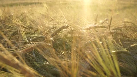 Large field of rye Stock Footage 145661072