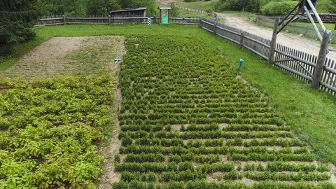 A large field of seedlings of coniferous trees in the mountains Stock Footage 99148292