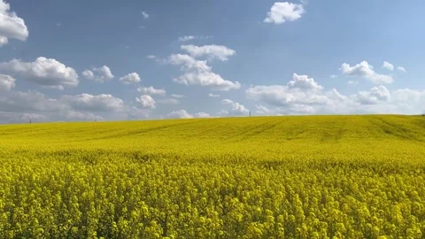 A large field of sown rapeseed Video stock 242043846