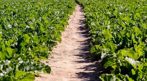 A large field of sugar beet with large cumulus clouds in the blue sky. Stock Photos