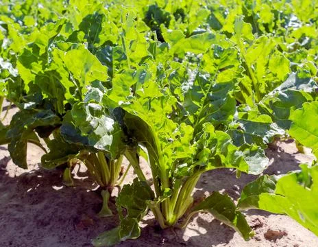 A large field of sugar beet with large cumulus clouds in the blue sky. Foto stock