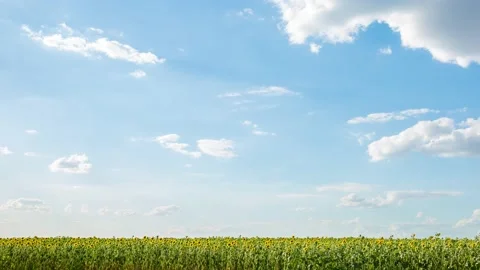 A large field of sunflower and clouds, time lapse, 4k Stock Footage 135558417