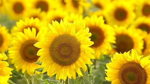 Large field of sunflowers backlit Video stock 68189269