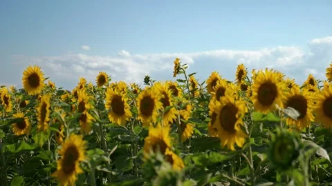 Large field of sunflowers. Bees fly and land on sunflower, picks pollen. Stock Footage 313143123