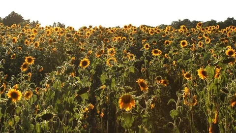A large field of sunflowers Stock Footage 72363175