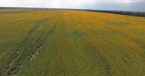 Large field of sunflowers Stock Footage 97288705