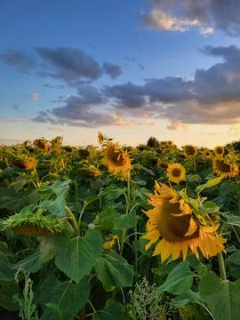 Large field of sunflowers under dramatic evening clouds background Stock Photos