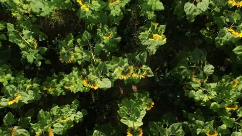 A large field of sunflowers. View from the top. Aerial view Stock Footage 205063151