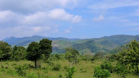 A large field with a tree in the middle Stock Photos