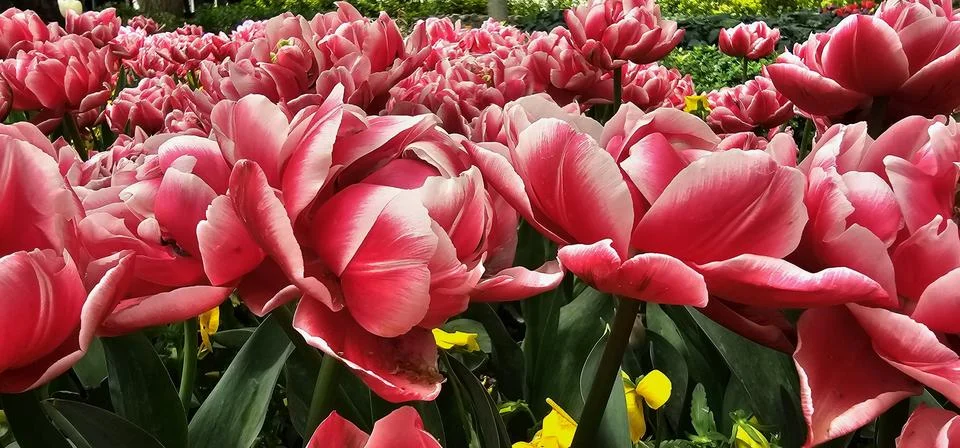 A large field of tulips in full bloom, with petals intricate patterned texture Stock Photos