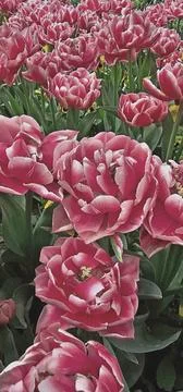 A large field of tulips in full bloom, with petals intricate patterned texture Foto stock