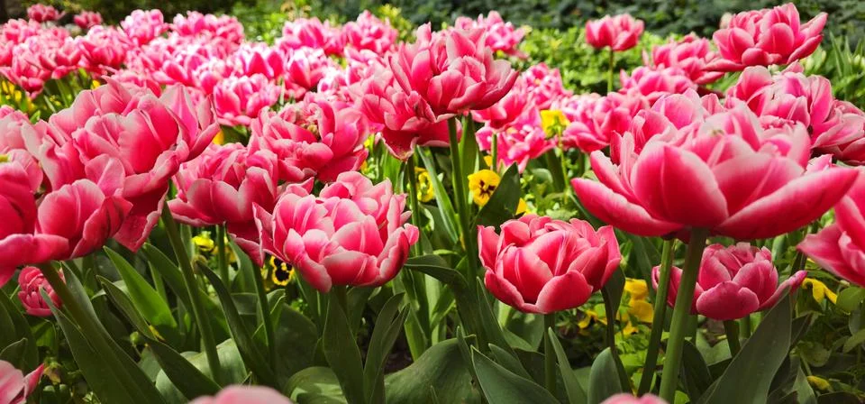 A large field of tulips in full bloom, with petals intricate patterned texture Stock Photos