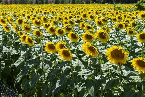 Large field of turns alone Stock Photos