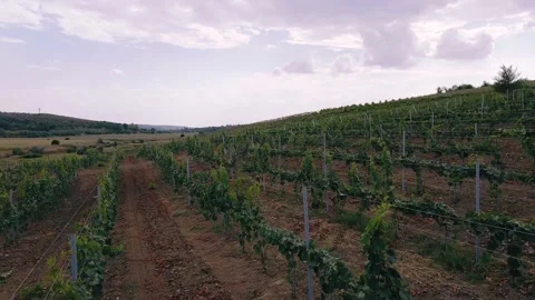 Large field of vineyard taking video with drone concept of agriculture and Stock Footage 150904254