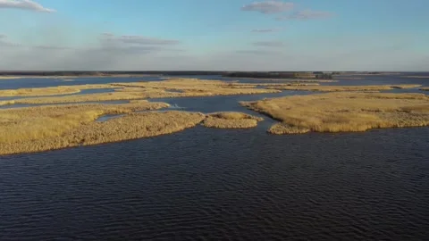 Large field of water grass at spring Stock Footage 146813792